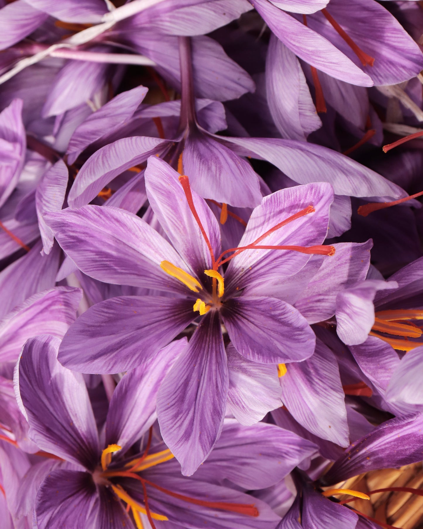 Aromatic & Warm Set